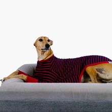 Load image into Gallery viewer, Blaze Runner - Whippet Dog Clothing &amp; Coats
