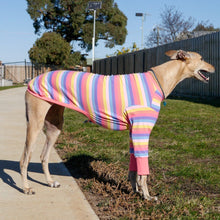 Load image into Gallery viewer, Candy Cuff - Whippet Dog Clothing &amp; Coats
