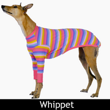 Load image into Gallery viewer, Candy Cuff - Whippet Dog Clothing &amp; Coats
